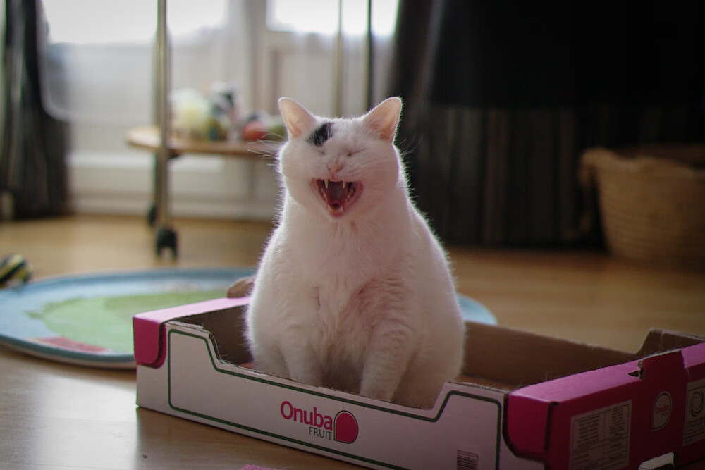 险胜与碾压，体育的两极美学—从乌拉圭的团队刀锋到哈兰德的个人炮火