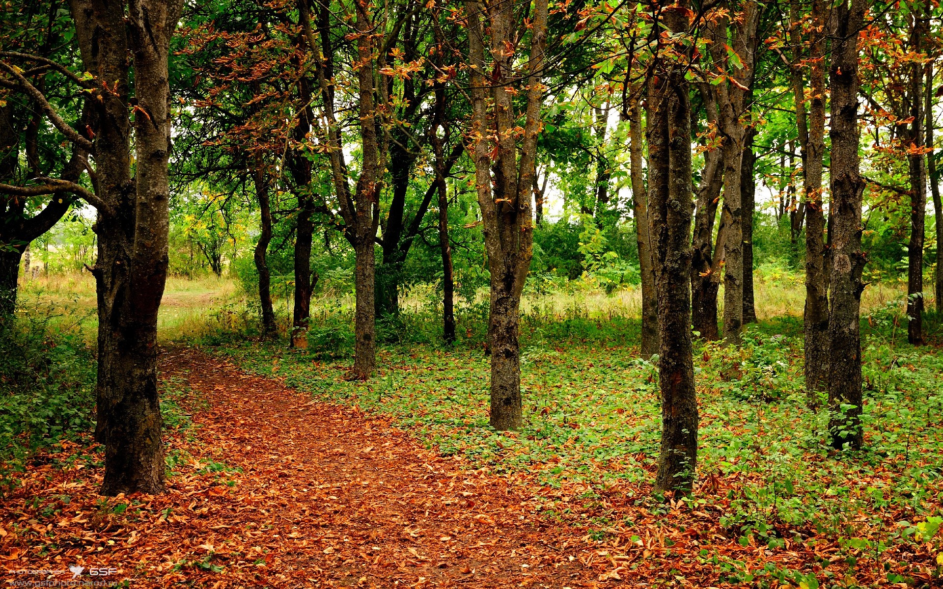雷霆万钧击溃鹈鹕,张镇麟三分雨刷新历史