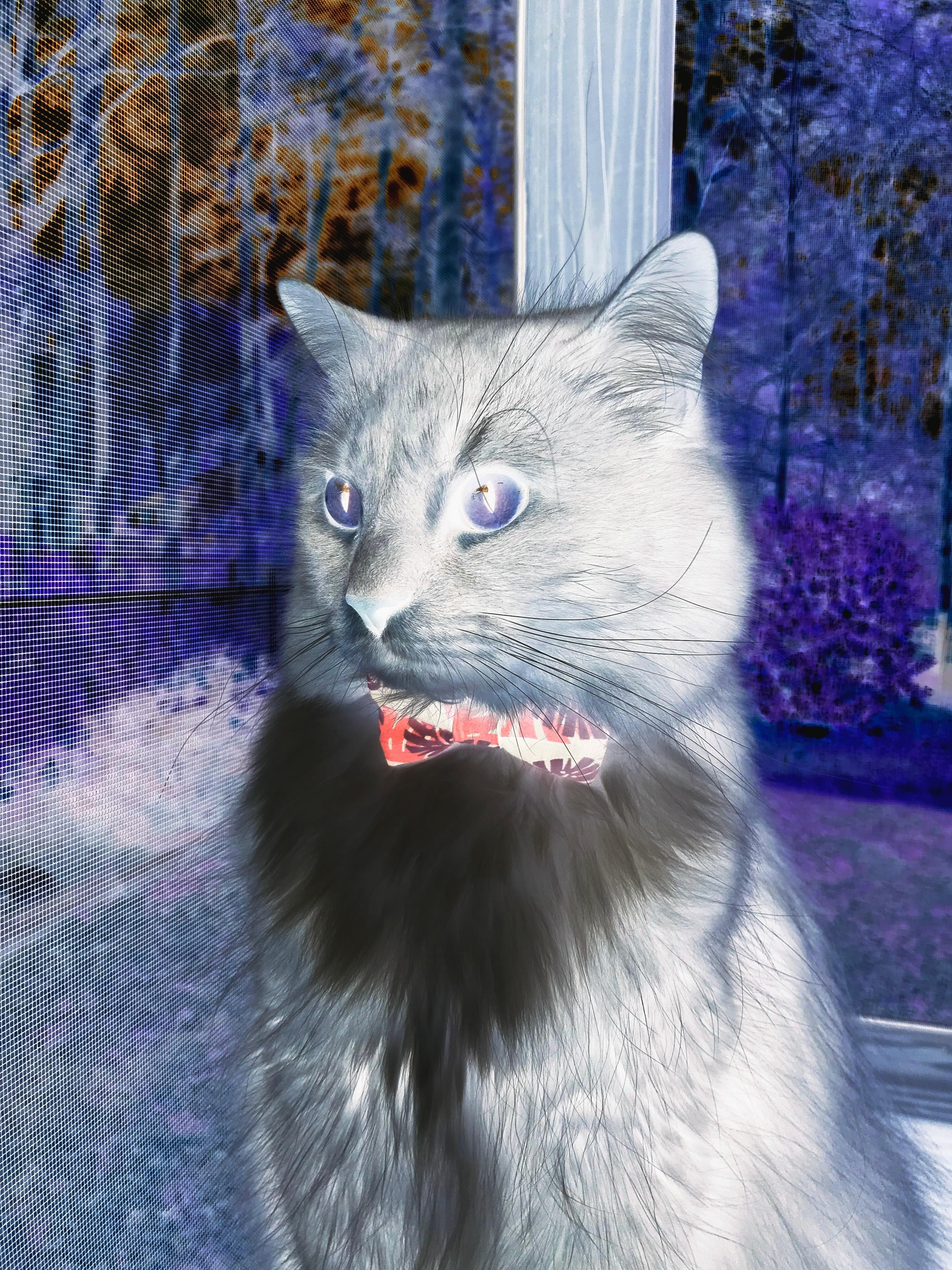 加时终场哨响前0.6秒,克莱·汤普森接幽灵传球绝境翻盘魔术,这一夜他的名字叫奇迹