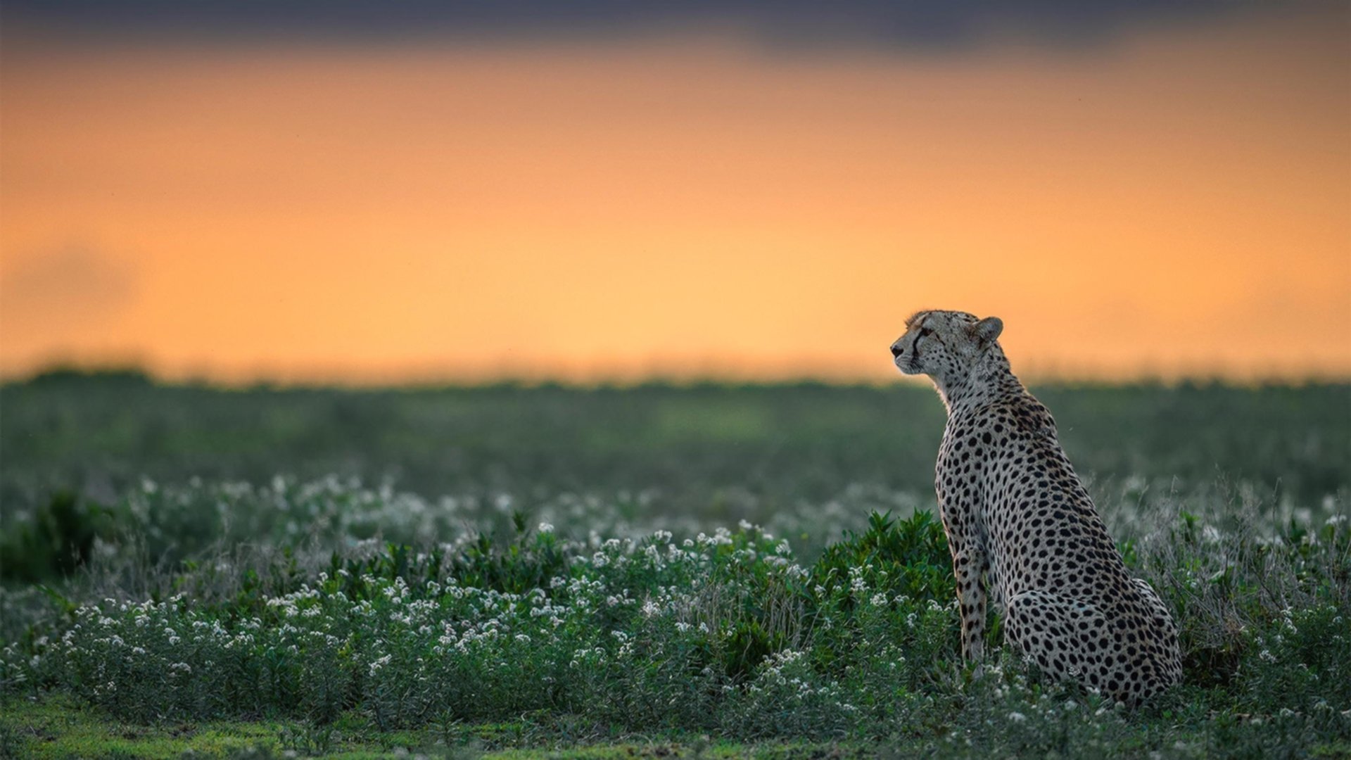 数据收割机VS气场压制，西西帕斯如何让美网成为唯一性试金石