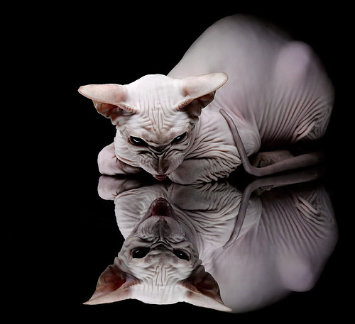 掀翻战车！摩纳哥唯一性胜利背后的德布劳内密码