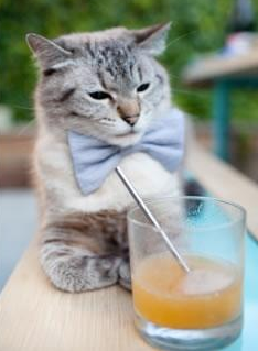 黑马奔腾，达拉斯夜未眠—米切尔稳定输出引领奇才逆袭独行侠