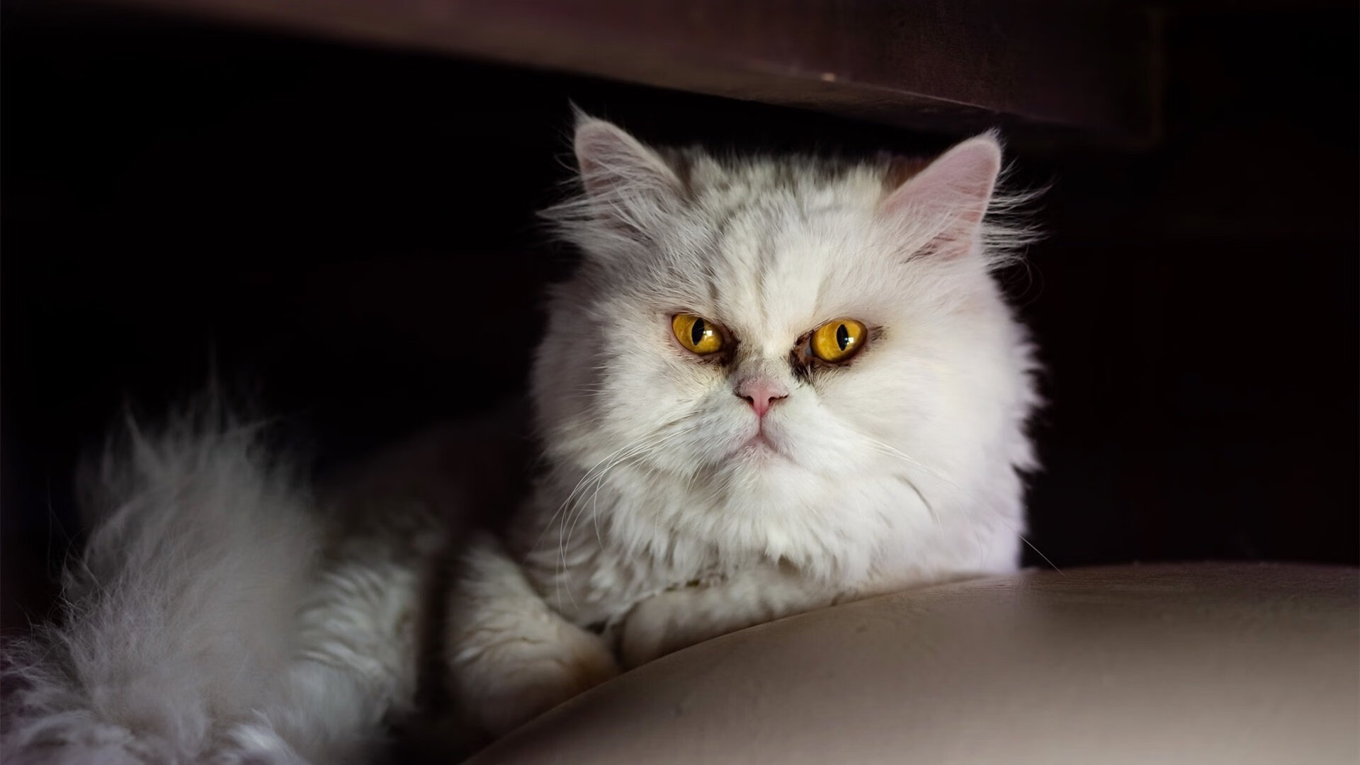 加拿大斩落秘鲁，德布劳内式节奏掌控铸就胜利