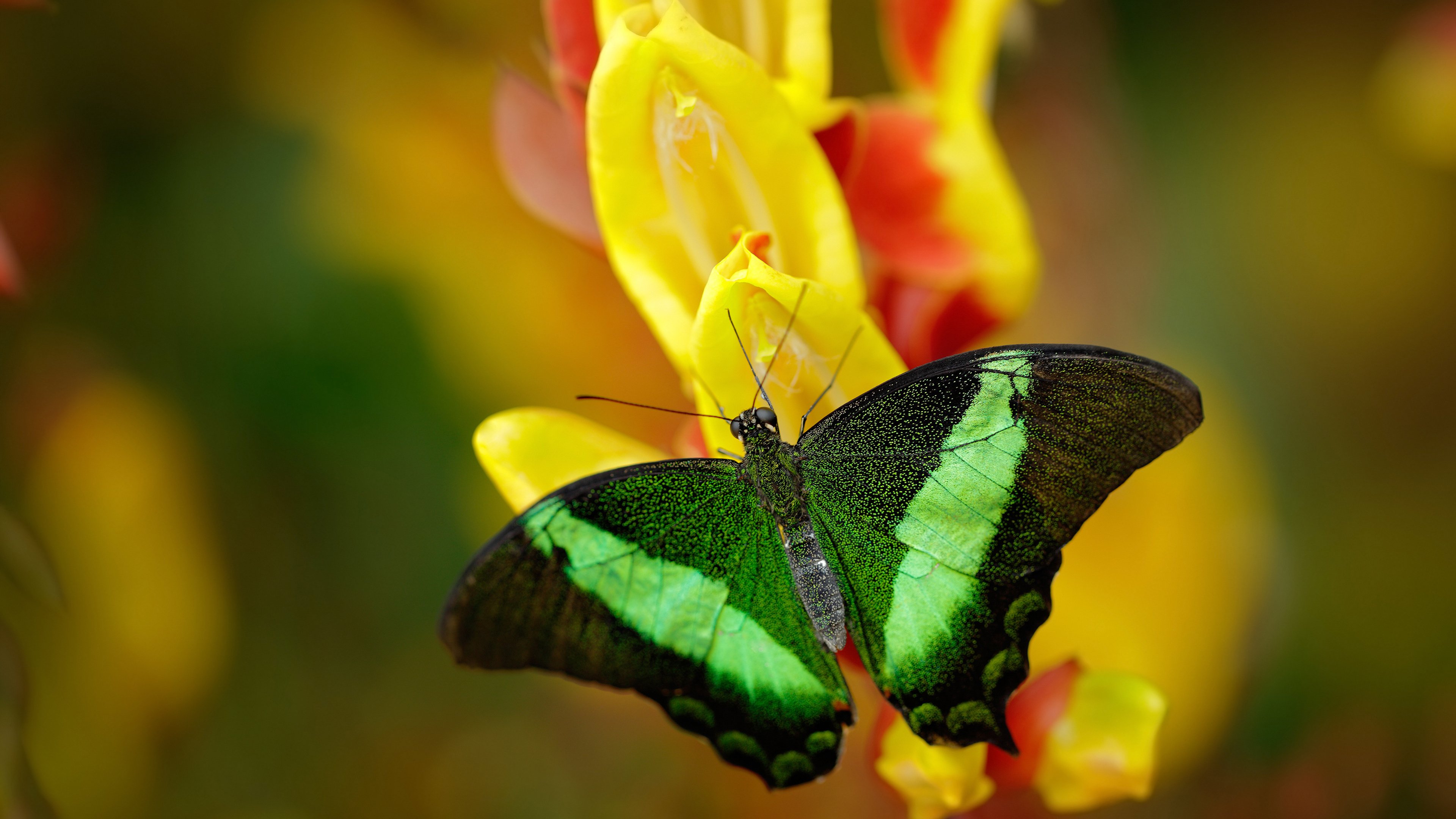莫兰特关键先生闪耀，鹈鹕队闪电战速胜浙江队