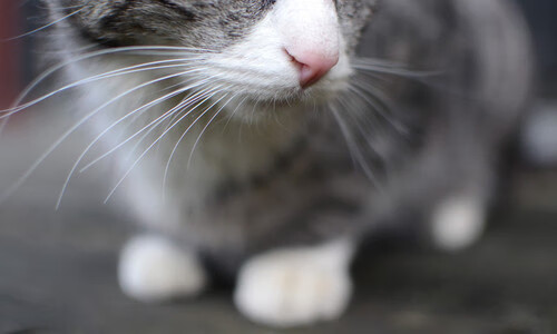 时空裂隙中的终极对决，当巅峰梅西遭遇数据黑洞多特蒙德