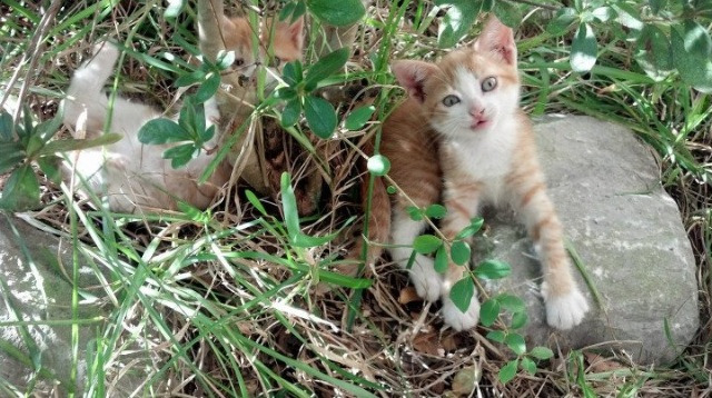 暗面，萨内在三狮阴影处的统治力