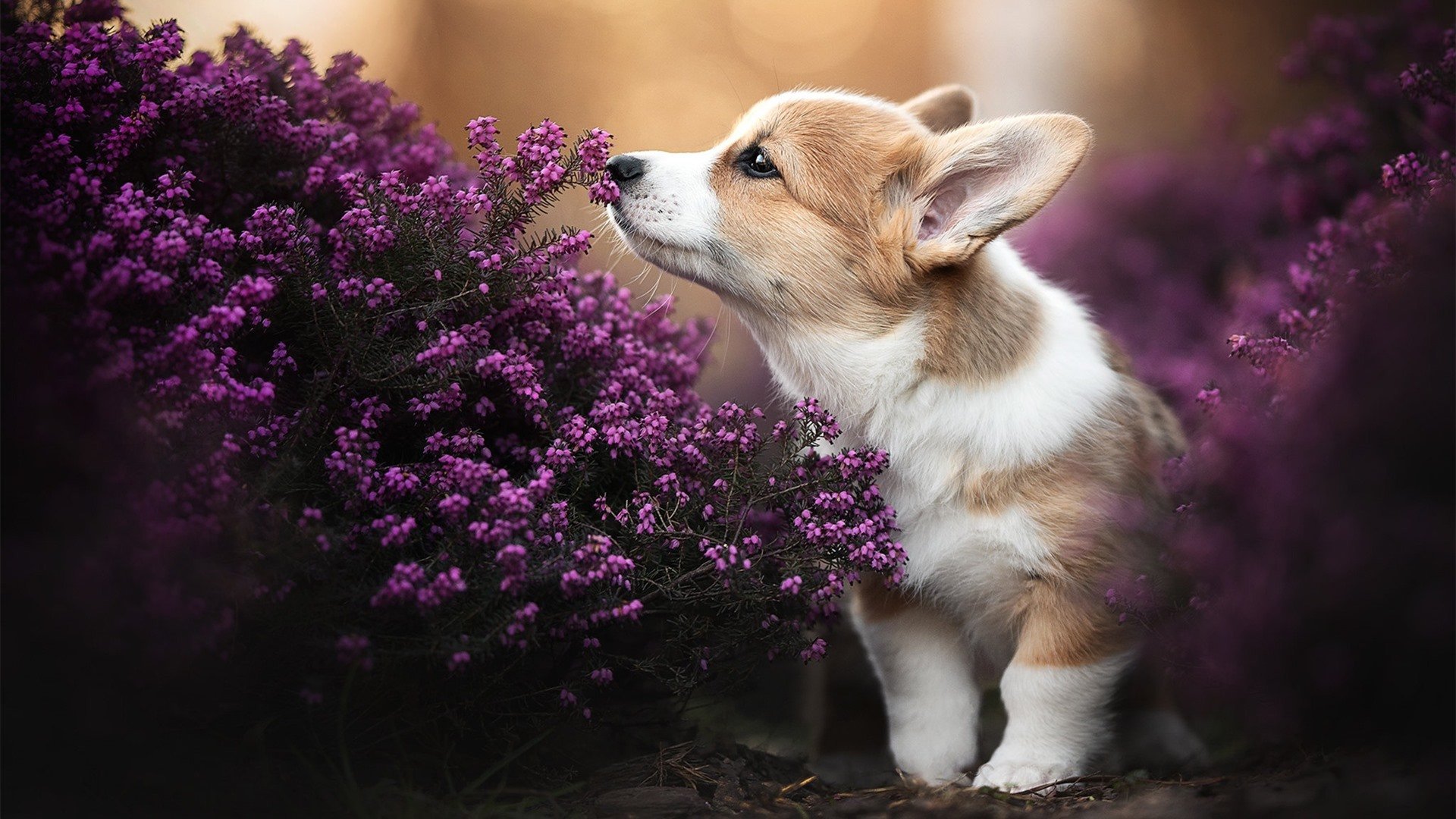 冰与火的传奇舞台,斯通斯在美加墨之夜铸就传说