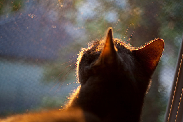 平行宇宙交汇夜，当山西队在西决生死战掀翻湖人，贝恩加冕为王