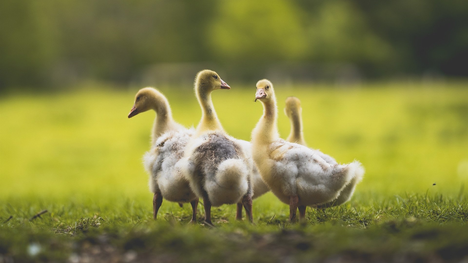 三分王的全能防守，库里颠覆认知，引领快船篮网对决的新时代思考